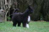 CHIEN NU CHINOIS 247